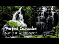 Forest Waterfall Sounds | Flowing Water Cascades | White Noise for Sleep and Meditation (1 Hour)