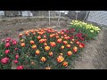 Обзор сортов махровых тюльпанов