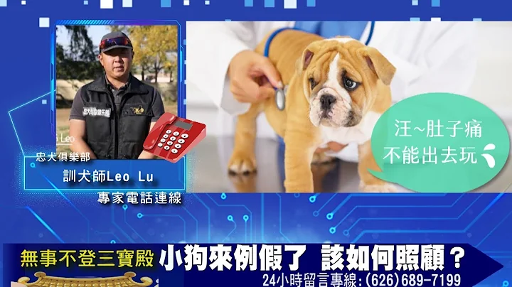 小狗来例假了 该如何照顾？ - 天天要闻