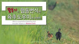 뜸부기의 협동번식과 육추도우미에 관하여  About cooperative breeding and brooder helpers in Watercock
