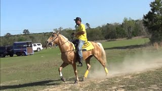 Big Yellow Stud Horse on the Race Track in Douglassville Texas