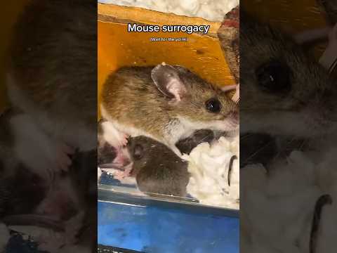 Video: Orphaned Baby Hamster, Fareler, Gerbil ve Farelerin Bakımı