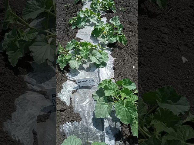 Емі та Дайана дині преміум якості