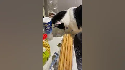 Video 7834621: munchkin kitten eating, munchkin baby kitten, persiancat kitten, kitten cute love, cat