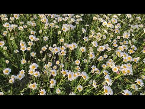 Поле белых цветов. Ромашковое поле вид сверху. Видео поля ромашек. Цветущее поле. Шапсугская ромашковая поляна.