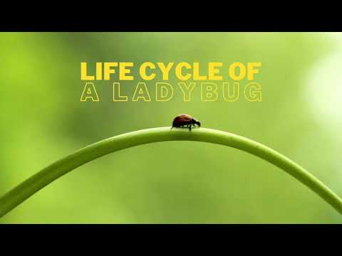 Ladybug | Life Cycle | Learn Facts about Ladybugs