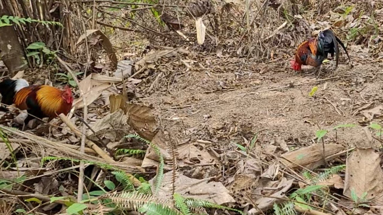 Cuab qaib qus. tuaj zoo heev 3 suab xwb 