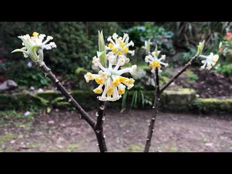 Video: Edeworthia Paperbush Plants - Aprende a cultivar un Paperbush en el jardín