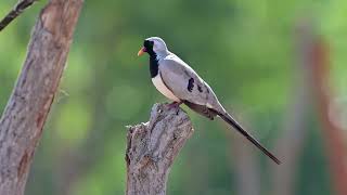 Namaqua Dove Oena Capensis - Tendaba Gambia 20-11-2024