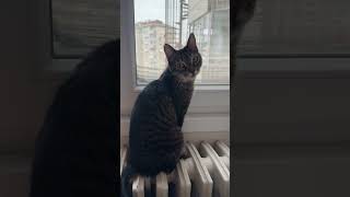 Dudu Sabahtan Düşmanlarını Gözlüyor