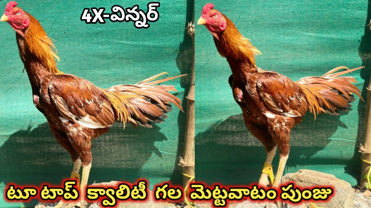 భీమవరం లైన్ గల మెట్టవాటం పుంజు||Rasangi Punju||9014065276||Top Quality Solid Body||