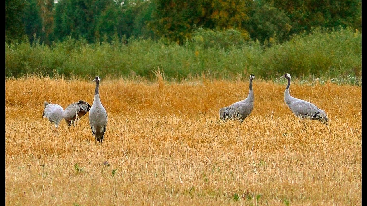 Голос журавля слушать. Серый журавль Grus Grus. Серый журавль голос. Серый журавль в природе. Большие серые птицы на поле.