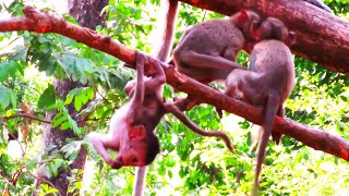 Oh god help ! Small Baby Monkey Leaning Climb The Tree