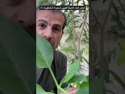 أحذر وأنتبه إذا رايت نبتة التبغ الأزرق بحديقتك فقم بازالتها فور ا فهي شديدة السمية 