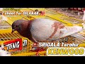 🔥EDISI TONG -JI Merpati BOOOM!!️KENWOOD EVENT ANNIVERSARY PMKN Hadiah Mobil Brio LEGOK CLILE 21-6-26
