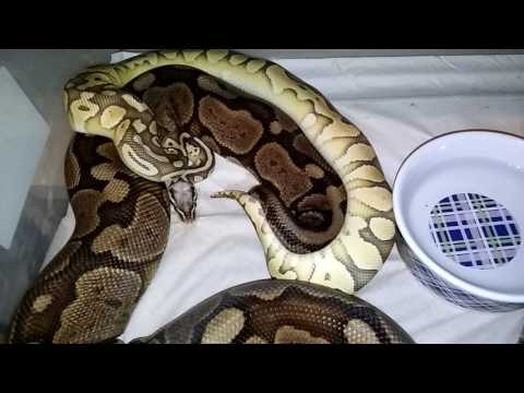 Ball pythons mating super pastel lesser X cinnamon woma