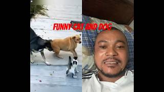 Funny cat and dog #funny #animals #cat #dog #duet #shorts #jerrysmithnation #howto #animals