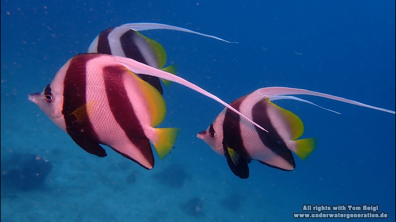 Tauchen Zanzibar Nungwi 2022