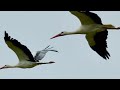 White storks introducing white storks back to the uk