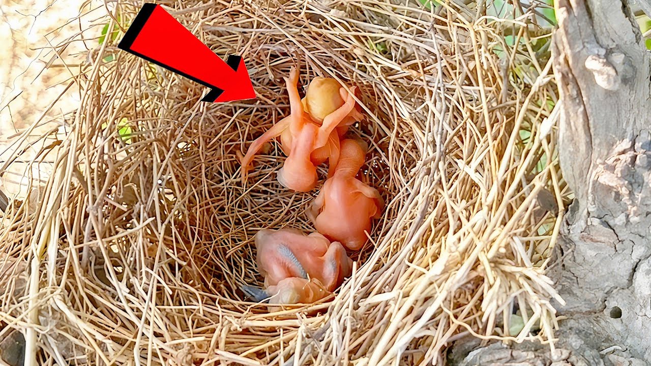 Unbelievable | Cuckoo Baby Pushes Other Chicks Out  Nature’s Dark Side | Cuckoo Baby vs Newborn