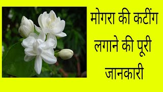 how to grow Mogra from cutting || मोगरा की कटींग लगाना सीखें || jasmine plant