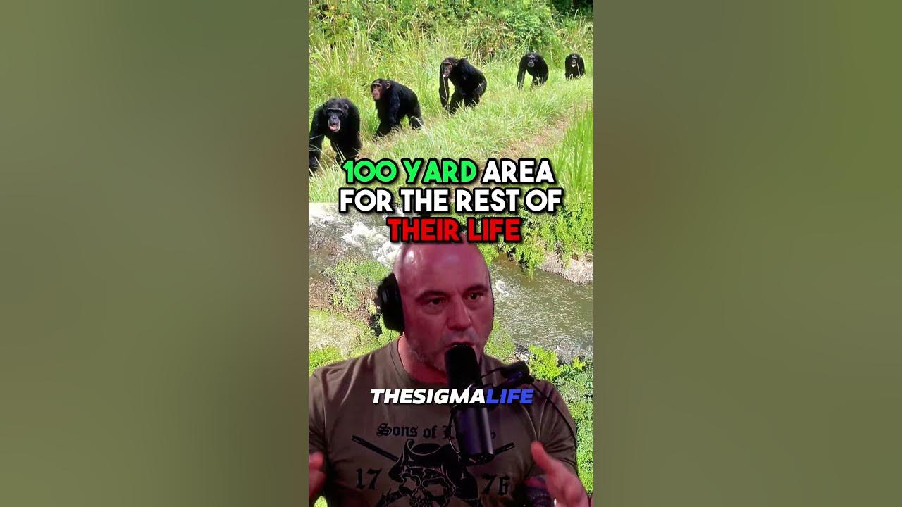 Thet UNJUST Imprisonment of CAPTIVE Chimps - Joe Rogan - YouTube