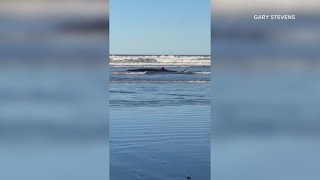 Dead whale that beached itself in Maine goes missing after storm