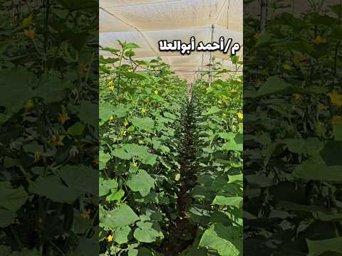 اهم المعاملات بعد وصول النبات حامل المحصول مهندس احمد ابوالعلا زراعة 