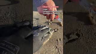 Estuvo calmado el pique, pero salió un lenguado #fishing #pesca #pescadeorilla #ensenada