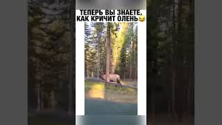 Как кричит олень😂#shorts