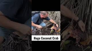 we found a huge coconut crab #shorts #fyp #foryoupage #trending #viral #tiktokvideo