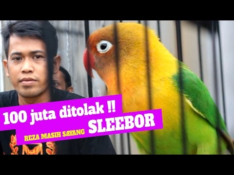 BRANDY WATCH : 100 Juta Ditolak!! Reza Masih Sayang Lovebird SLEBOOR BRANDY WATCH : 100 Juta Ditolak!! Reza Masih Sayang Lovebird SLEBOOR