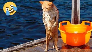 Funniest CATS😹 and DOGS🐕 2024/Funny ANIMAL videos🤗 by FunnyWorld 2,154 views 2 months ago 16 minutes