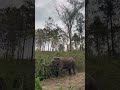 Slow life is the best thing to happen in this life for her. #elephant #ethical #nature