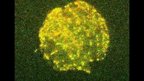p130Cas accumulates during focal adhesion growth