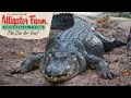 Florida: Alligator Farm, St. Augustine