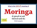 Moringa meaning in gujarati  moringa      moringa in gujarati dictionary 