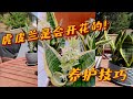 虎皮兰/虎尾兰竟然会开花？！香味还很浓郁！叶花都很小清新|懒人植物|养护技巧方法，坐标多伦多