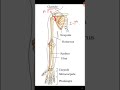 Locomotion and Movements class 11 | important points for #neet | repeated questions | #Shorts