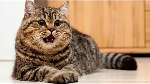 TRY NOT TO LAUGH/FUNNY ANIMALS / FUNNY CATS / ПОПРОБУЙ НЕ ЗАСМЕЯТЬСЯ ЧЕЛЕНДЖ / СМЕШНЫЕ КОТЫ ЖИВОТНЫЕ