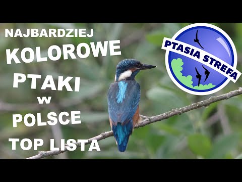 lista:-najbardziej-kolorowe-ptaki-w-polsce