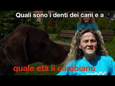 Video: Quando I Cuccioli Cambiano I Denti