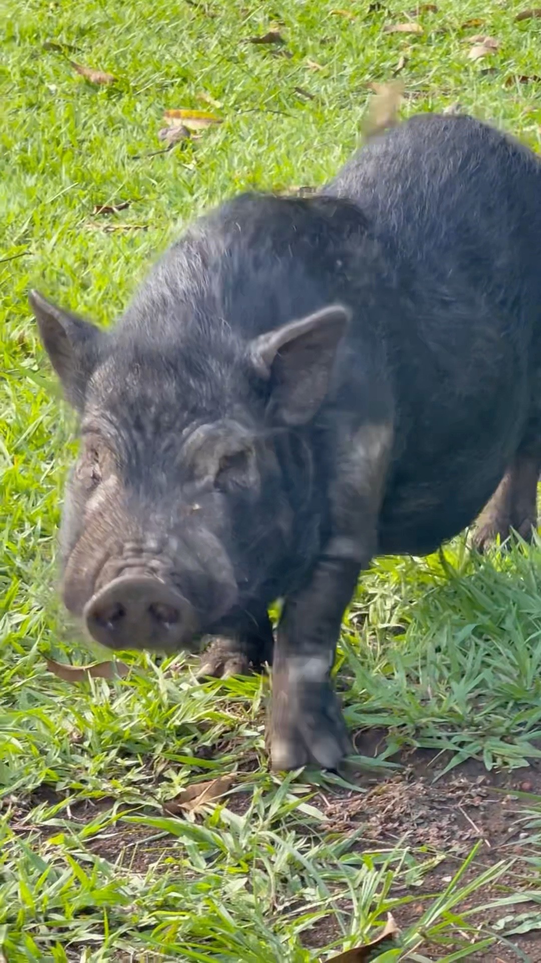 Gorgeous Pig Modelling