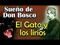 EL GATO Y LOS LIRIOS SUEÑO DE SAN JUAN BOSCO | #Esplendoresdelafe