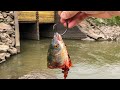 GIANT Baits in a HIDDEN Creek SPILLWAY!!! (New Species!?)