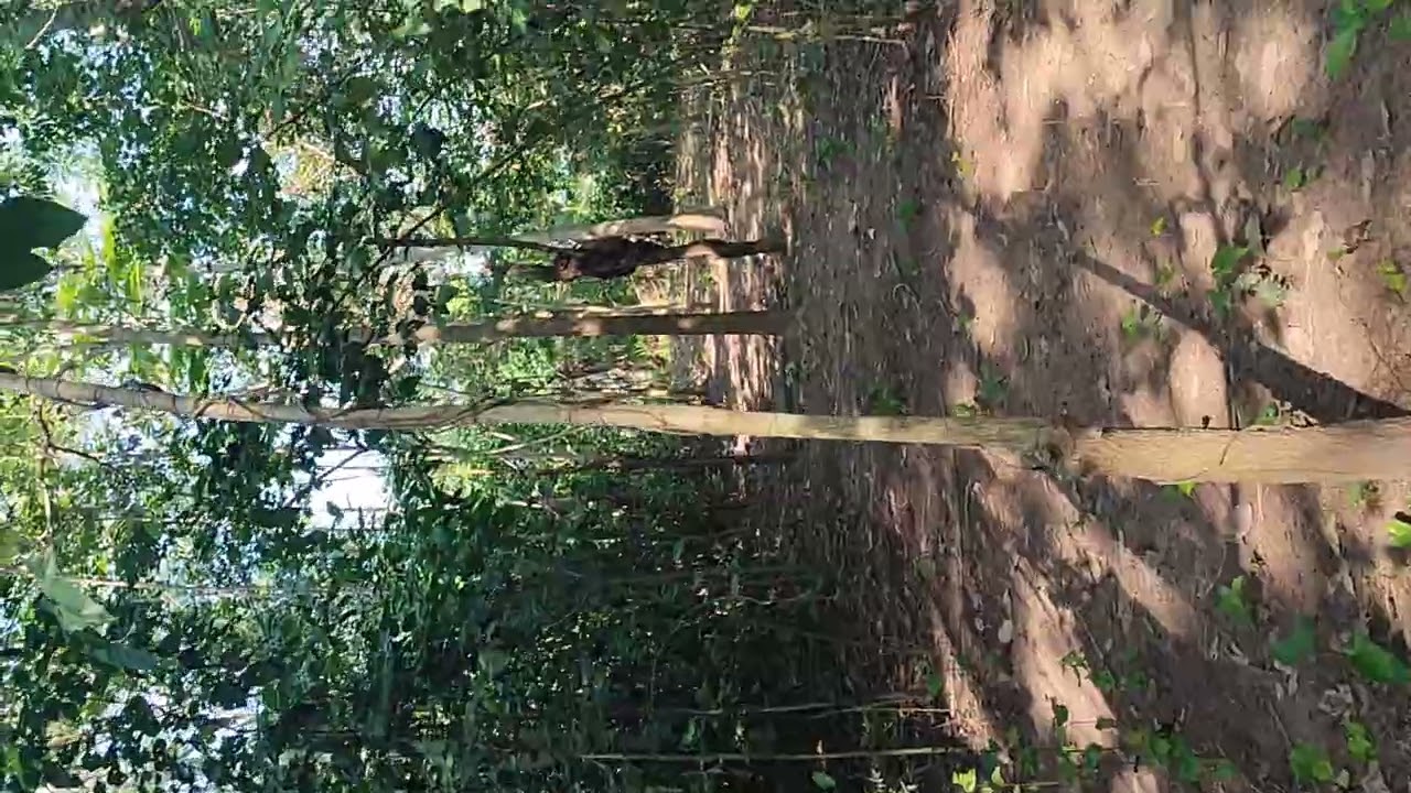 Warehouse for sale in pristine jungle in Tabasco mx wp +52 993 1938393 just messages 165,000usd thks