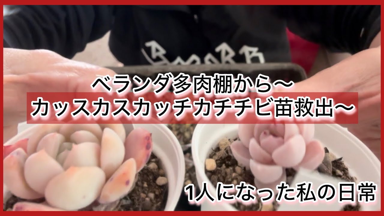 [多肉植物]ベランダ多肉棚から〜カッスカスカッチカチチビ苗救出〜^_^1人になった私の戯言