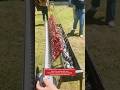 Slow-Grilled Meat Skewers Over Charcoal #foodie #bbq #farming