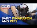 Bakit kailangan ipakapon ang alagang aso o pusa? | Good Morning Kuya