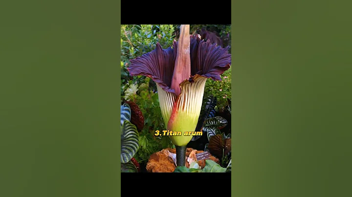 Top 10 most beautiful rare flowers in the world #rare #flowers #beautiful thumbnail